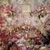 stonefish_reef_nus_h_0705_png1846.jpg